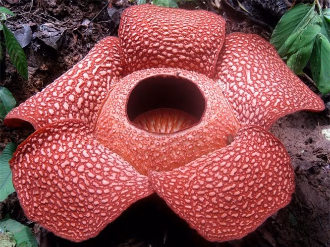 10. Hoa Rafflesia: Rafflesia là loài hoa đơn tính lớn nhất trên trái đất. Đường kính của Rafflesia lên đến 100 cm. Nó có mùi nồng nặc như mùi thịt thối rữa, vì vậy người ta còn gọi với tên khác là “Hoa xác chết”. 