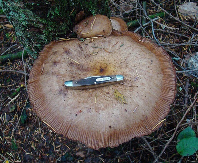 8. Nấm Humongous: Armillaria ostoyae (hay được gọi là nấm Humongous Fungus) là một trong những loài thực vật lớn nhất trên Trái đất. Nó bao phủ 8,4 km vuông trong rừng quốc gia Malheur ở Oregon và chủ yếu là ẩn dưới lòng đất. 