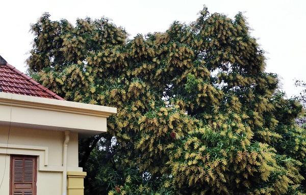 Chua vao vu, chu vuon da lo boi thu mua qua-Hinh-2