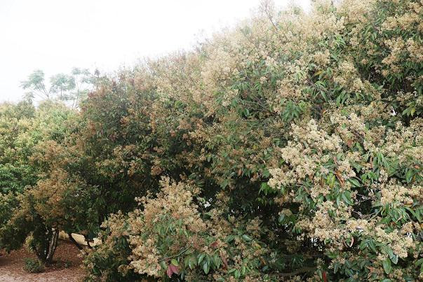 Chua vao vu, chu vuon da lo boi thu mua qua