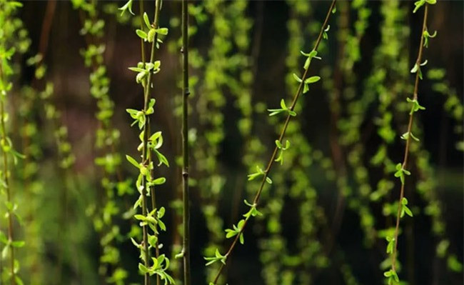 Loai cay khong ai nghi co the an duoc, nguoi Trung Quoc hai trui cong vien-Hinh-2