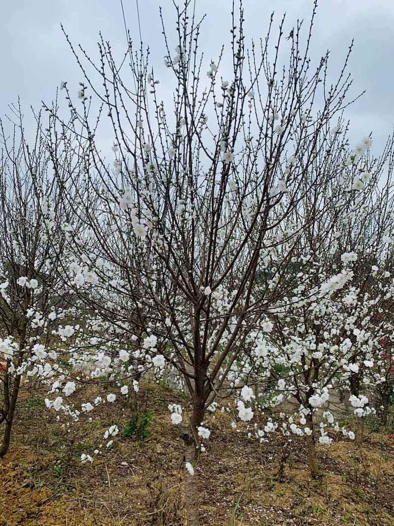 Dao Tet bong trang nhu tuyet, dan tranh nhau mua-Hinh-2
