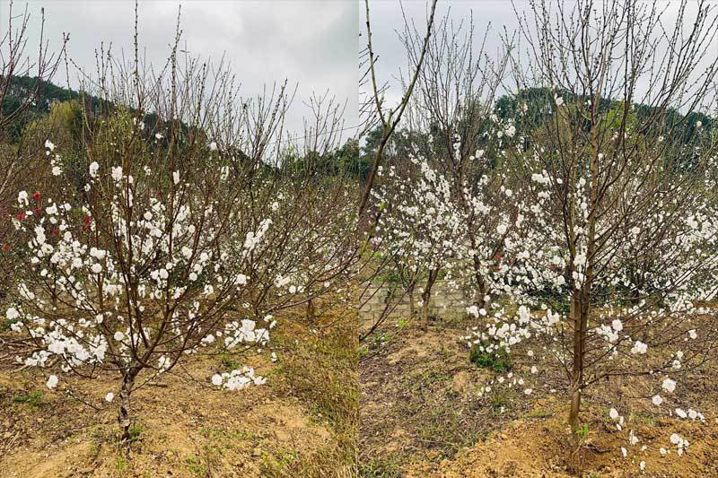 Dao Tet bong trang nhu tuyet, dan tranh nhau mua-Hinh-5