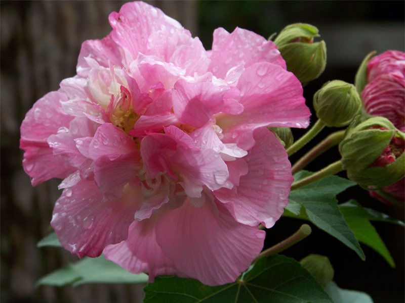 Cây được trồng ở Trung Quốc, Ấn Độ, Philippines, Nhật Bản, Mỹ.