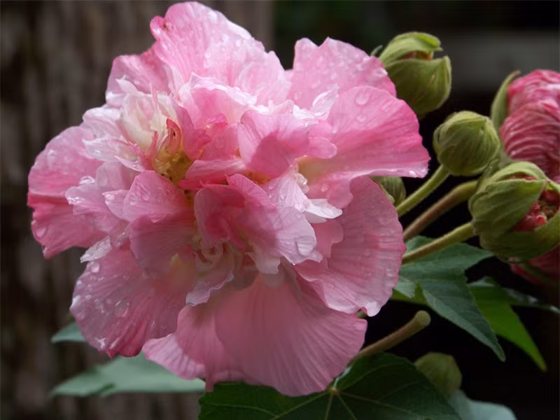 Cây được trồng ở Trung Quốc, Ấn Độ, Philippines, Nhật Bản, Mỹ.