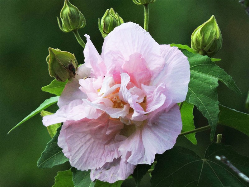 Cành phù dung mang lông ngắn hình sao.