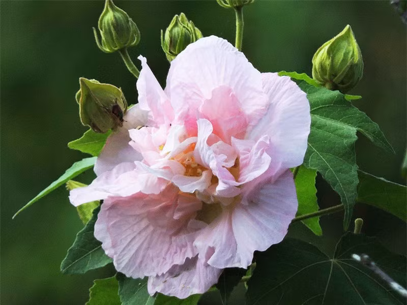 Cành phù dung mang lông ngắn hình sao.