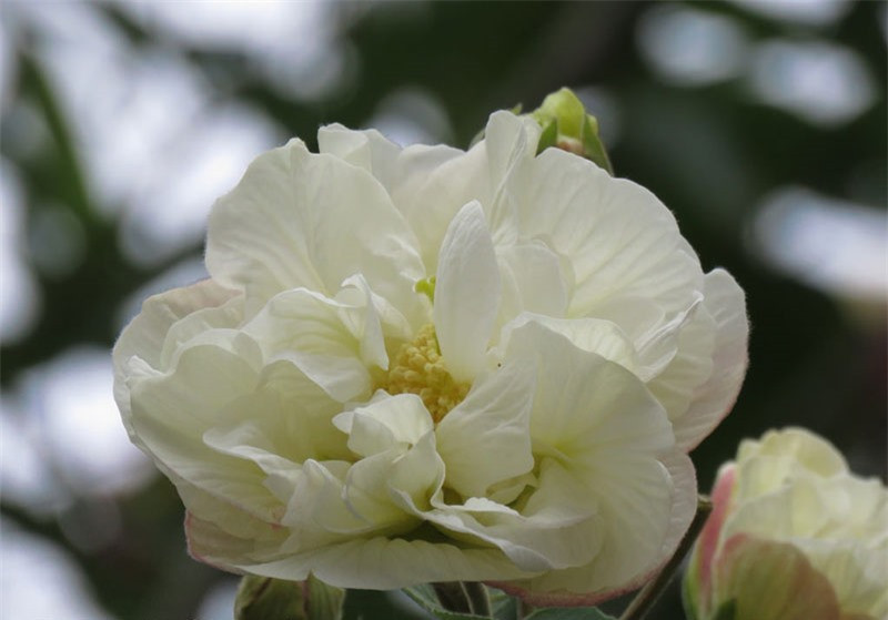 Cận cảnh vẻ đẹp của hoa phù dung. 