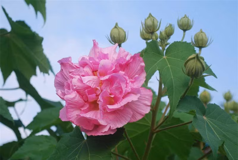 Ở Việt Nam, được trồng để làm cảnh. Lá và hoa tươi được giã, đắp lên mụn nhọt đang mưng mủ để hút mủ và làm giảm đau nhức. Vỏ cây có sợi trắng mềm, có thể dùng bện thừng hoặc làm giấy.