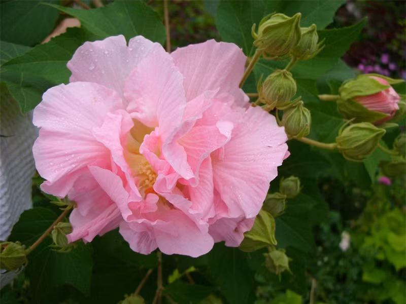 Lá có năm cánh, cuống lá hình tim, mép có răng cưa, đường kính có thể tới 15cm, mặt dưới nhiều lông hơn, 5 thùy hình 3 cạnh ngắn có 7 gân chính.