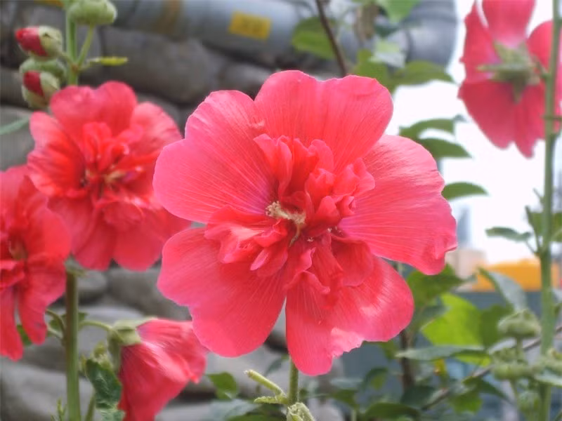 Hoa phù dung thay đổi màu sắc từ sáng đến chiều (sáng trắng, trưa hồng, chiều đỏ) vì trong cánh hoa có chất anthoxyan bị oxi hoá dần khi tiếp xúc với không khí, kích thước hoa 10 - 15cm.