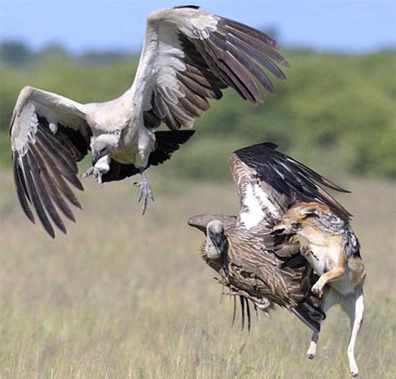 Nó phi thân trên không trung với hy vọng hạ gục đối thủ nhanh chóng.