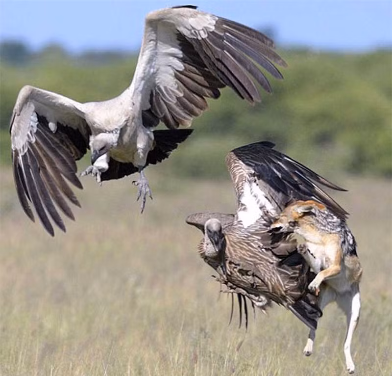 Nó phi thân trên không trung với hy vọng hạ gục đối thủ nhanh chóng.