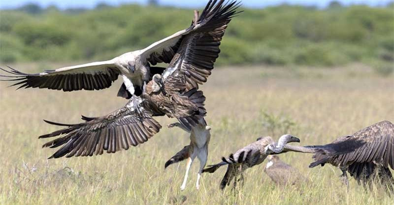 Chú chó rừng nổi điên một mình chống lại bầy kền kền khi bị cướp mồi.