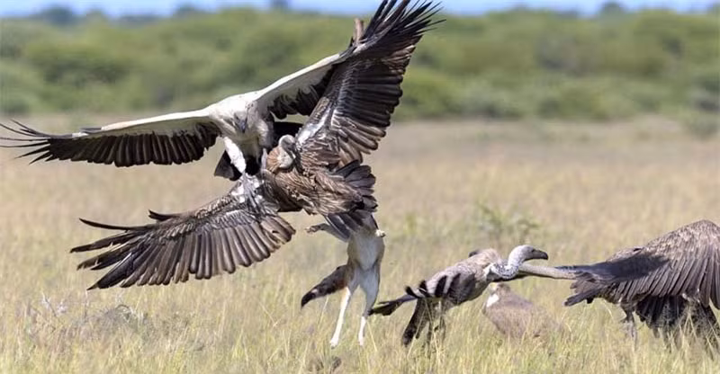 Chú chó rừng nổi điên một mình chống lại bầy kền kền khi bị cướp mồi.