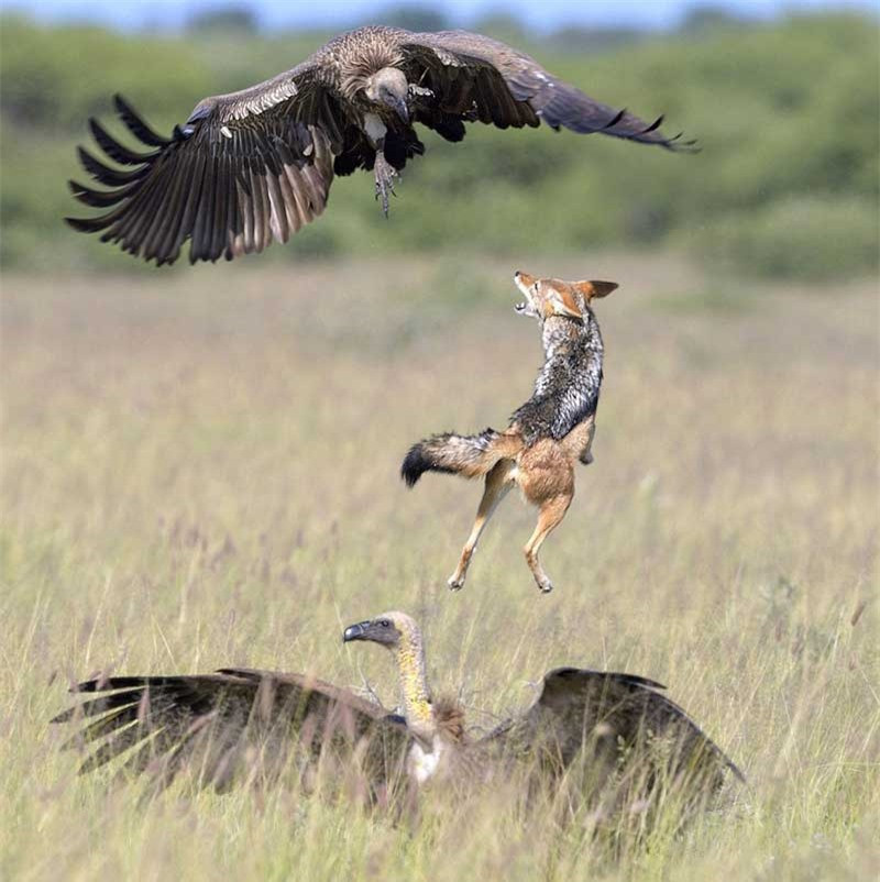 Tuy thân hình nhỏ nhắn, nhưng khi bị cướp mồi thì chó rừng trở nên rất hung dữ.