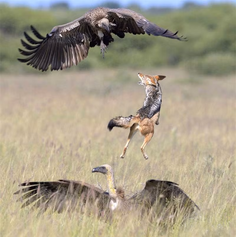 Tuy thân hình nhỏ nhắn, nhưng khi bị cướp mồi thì chó rừng trở nên rất hung dữ.