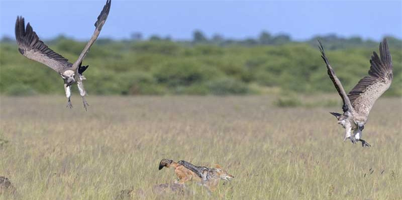 Sau hơn 10 phút chiến đấu, bầy kền kền đành bỏ đi do không có khả năng đấu lại với chó rừng.