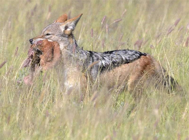 hó rừng tha con mồi ra xa để từ từ thưởng thức thành quả. 