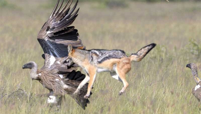 Nó dùng hàm răng sắc nhọn để gầm gừ bầy kền kền.