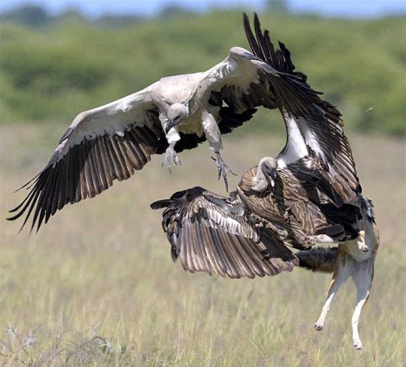 Một mình chú chó rừng liều mạng chống lại bầy kền kền to lớn.