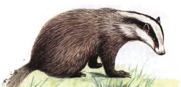 Khai quật mộ cổ 500 năm của nhà sư: Xuất hiện hai con "quái thú" còn sống - Hình 2 Khai quat mo co 500 nam cua nha su: Xuat hien hai con