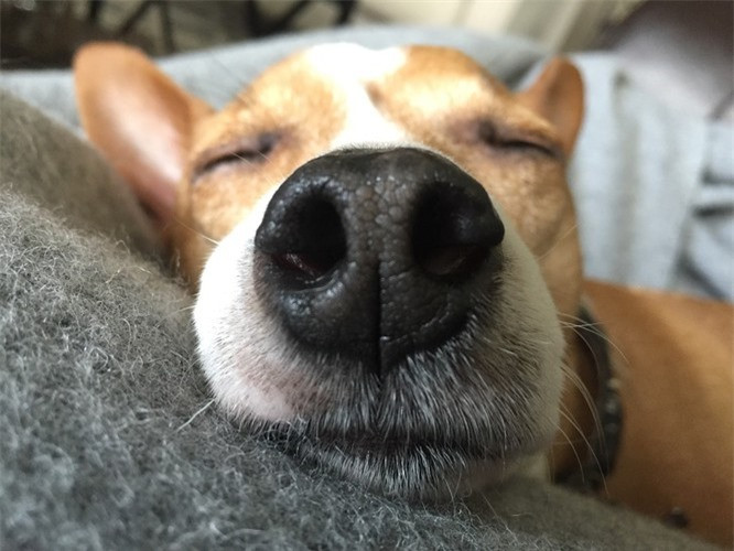 3.Chó có hai mũi: Mũi thứ hai của chó được gọi là cơ quan vomeronasal hay còn là Organ Jacobson. Đây là một thụ thể “cảm giác ngửi” không tiếp nhận mùi bình thường như những gì con người có thể cảm nhận được.