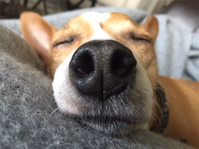 3.Chó có hai mũi: Mũi thứ hai của chó được gọi là cơ quan vomeronasal hay còn là Organ Jacobson. Đây là một thụ thể “cảm giác ngửi” không tiếp nhận mùi bình thường như những gì con người có thể cảm nhận được.