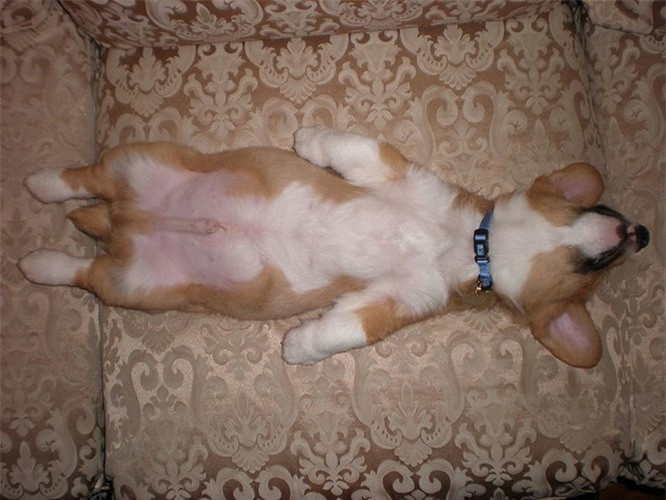 8.Chó chỉ ngủ ngửa bụng ở những nơi mà chúng cảm thấy an toàn: Ngủ ngửa bụng chỉ phổ biến với những vật nuôi đã được thuần hóa. Và thâm chí ngay cả chó thuần hóa cũng không ngửa bụng khi ngủ nếu chúng không cảm thấy an toàn và thoải mái. Đôi khi, đây còn là một sự lựa chọn cá nhân.