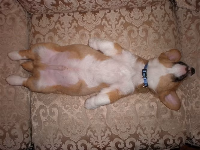 8.Chó chỉ ngủ ngửa bụng ở những nơi mà chúng cảm thấy an toàn: Ngủ ngửa bụng chỉ phổ biến với những vật nuôi đã được thuần hóa. Và thâm chí ngay cả chó thuần hóa cũng không ngửa bụng khi ngủ nếu chúng không cảm thấy an toàn và thoải mái. Đôi khi, đây còn là một sự lựa chọn cá nhân.