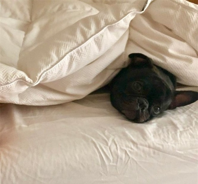 7.Chó đôi khi giả vờ bị bệnh để nhận được sự chú ý: Nhiều người chủ thường nói rằng con chó của họ học cách giả vờ bị ốm hoặc bị thương để thu hút nhiều sự chú ý hơn.