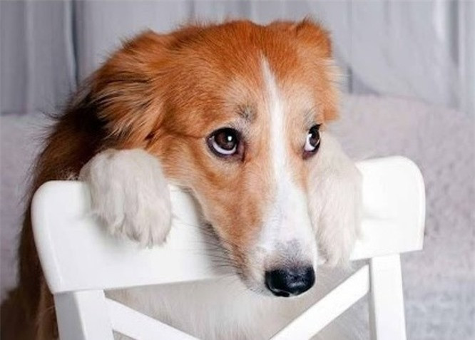 9.Chó không cảm thấy tội lỗi: Nhiều người tin rằng một con chó nghịch ngợm cảm thấy có lỗi, nhưng các nhà khoa học nói rằng cái nhìn tội lỗi này chỉ là một phản ứng đối với cử chỉ và hành vi của chủ nhân trong khoảnh khắc đó. Cảm giác tội lỗi là một cảm xúc rất phức tạp, con chó chỉ đơn giản lo sợ gặp rắc rối. Nhiều con chó học được rằng khi chúng tạo ra đôi mắt long lanh ngụ ý xin lỗi, trái tim của bạn sẽ tan chảy.