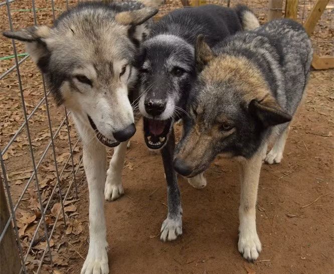 1.Chó không có nguồn gốc từ sói: Tin hay không, những con sói hiện đại không phải là tổ tiên của chó. Chó có nguồn gốc từ một loài hoàn toàn khác đã biến mất hàng ngàn năm trước. Những con sói Mỹ và châu Âu hiện đại chỉ là họ hàng rất xa của chó, mặc dù thực tế rằng DNA của chúng phù hợp với 99%.