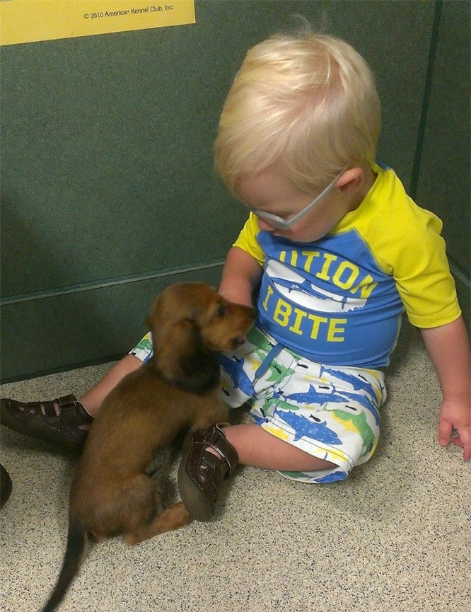 10.Con người đã thay đổi sự phát triển của chó: Theo nghiên cứu, người ta vô tình phát triển một biến thể gọi là hội chứng Williams ở chó. Chó khác với chó sói do các biến thể đặc trưng của gen GTF2I và GTF2IRD1. Những biến thể cấu trúc này khiến chó thân thiện hơn và có lẽ đây là lý do tại sao chó lại hòa đồng hơn nhiều so với chó sói.