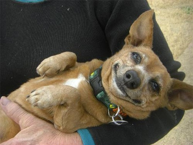 6.Chó có thể cười: Chó có thể cười, nhưng không phải lúc nào cũng vì những lý do tương tự với con người. Dường như chó cười để thuyết phục chủ nhân của họ trao cho họ tình cảm. Nhưng một nụ cười không phải lúc nào cũng có nghĩa là con chó hạnh phúc, nó thực sự có thể là một dấu hiệu của sự lo lắng.