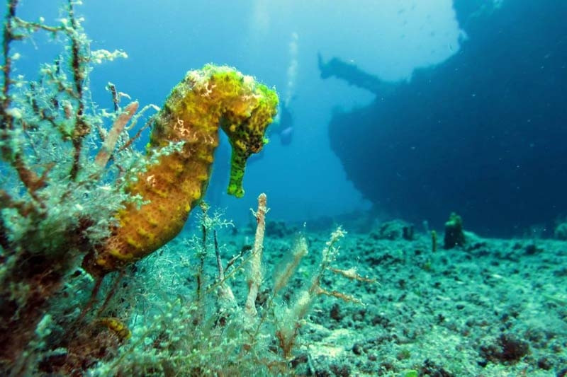 Can canh nhung xac tau chim sau duoi day dai duong-Hinh-6