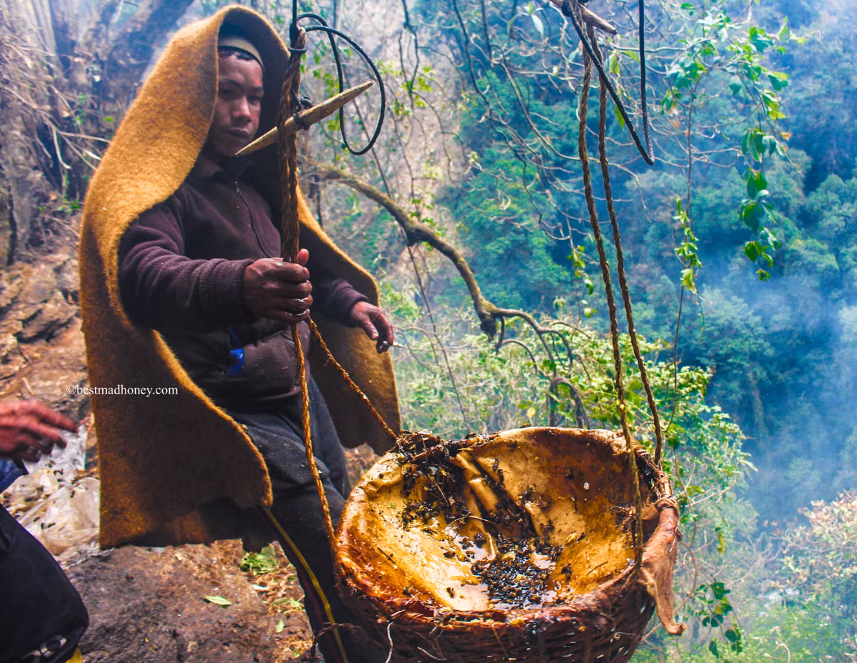 Dù tiềm ẩn nhiều nguy hiểm, mật ong điên vẫn cần thiết với cuộc sống của người dân địa phương. Ở Thổ Nhĩ Kỳ và Nepal, họ có những trung tâm sản xuất mật ong điên để làm thuốc. Nó giúp giảm chứng tăng huyết áp, cải thiện chuyện "giường chiếu"... Do đó, loại mật ong này được xếp hạng đắt bậc nhất thế giới với giá 120-160 USD/kg. Ảnh: Blinventure.