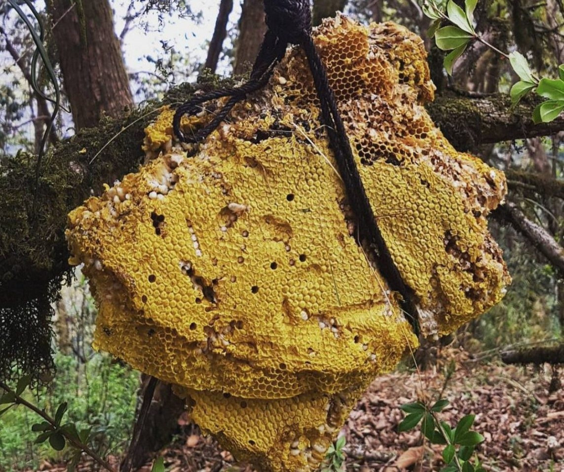 Theo các ghi chép, vào năm 69 TCN, quân đội của Pompey đại đế đã dính bẫy mật ong điên. Người bản địa đã bố trí mật dọc đường hành quân của địch. Sau đó, đám lính đã ăn chúng rồi choáng váng. Việc tiêu diệt đoàn quân như vậy không phải điều khó khăn. Ghi chép khác cho thấy vào năm 401 TCN, một đội lính Hy Lạp đi qua Thổ Nhĩ Kỳ đã ăn loại mật ong này. Họ bị nôn mửa, tiêu chảy, mất phương hướng, không đứng vững. Ảnh: Boredom.