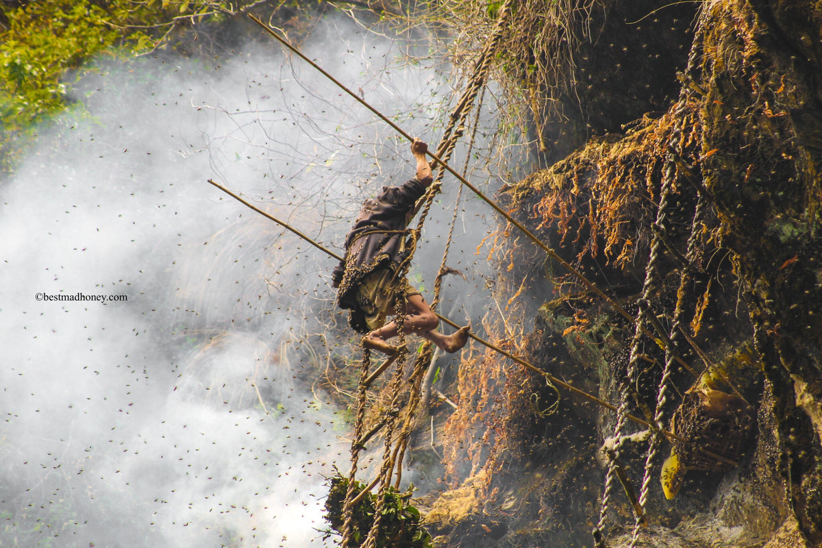 Mật ong điên nổi tiếng không chỉ bởi chất độc mà còn vì công đoạn khai thác nguy hiểm. Lý do là hoa đỗ quyên thường phát triển mạnh ở địa hình cao. Người thợ săn mật ở Nepal phải leo trên những dãy núi thẳng đứng, đồng thời chịu đựng những vết đốt của ong để thu hoạch mật. Ảnh: Blinventure.