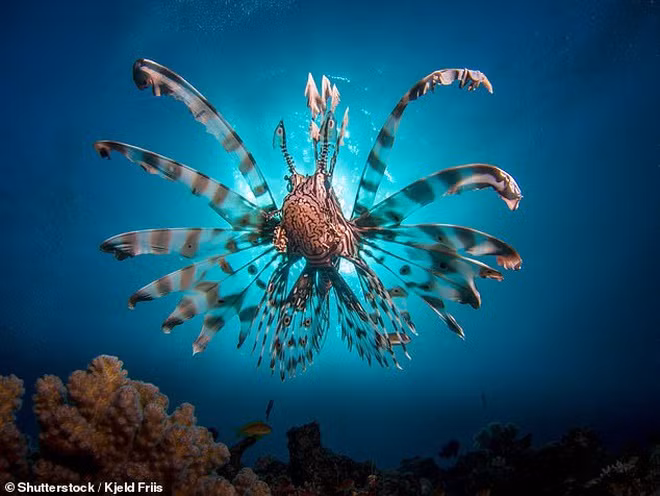 Sat thu kich doc song o vung bien sau che day bang ve ngoai bat mat-Hinh-2