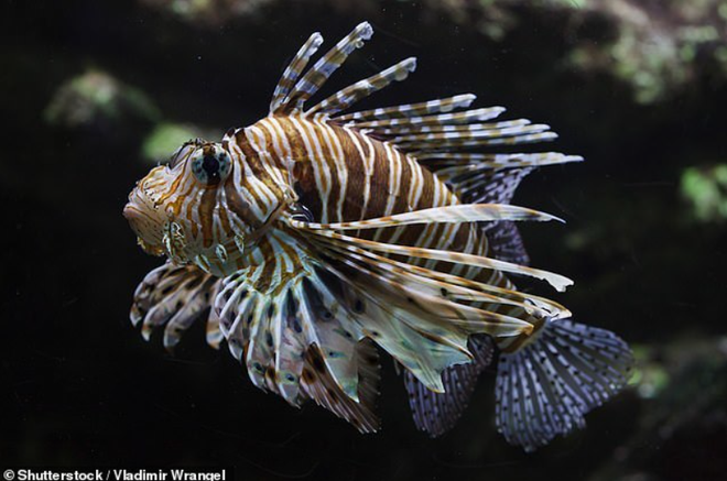 Sat thu kich doc song o vung bien sau che day bang ve ngoai bat mat