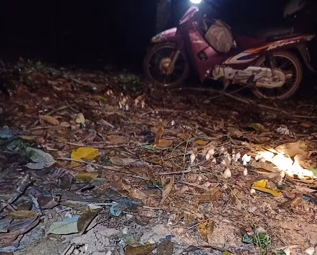 Kiem vai trieu moi dem nho soi den di tim loai nam moc quanh to moi-Hinh-3