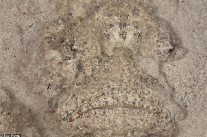 6. Cá đá có thể sống trên cát ướt đến 24 giờ.