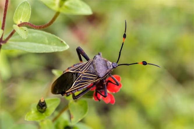 1. Bọ xít hút máu hay còn gọi là "bọ xít ma cà rồng". 