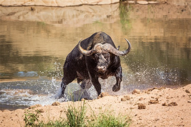 10. Loài trâu châu Phi thường được mệnh danh là "mafia" vì ánh mắt và thái độ của chúng.