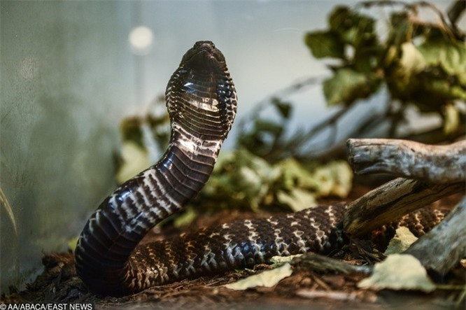 12. Rắn độc châu Phi sống cả trên cây và mặt đất.