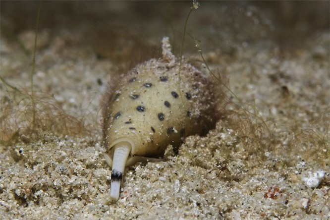 15. Cuộc tấn công của ốc sên là một trong những cuộc tấn công nhanh nhất trong thế giới động vật. 