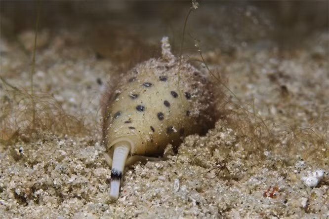 15. Cuộc tấn công của ốc sên là một trong những cuộc tấn công nhanh nhất trong thế giới động vật. 