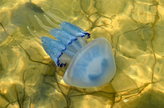 13. Loài sứa hộp đặc biệt có tới 24 mắt.