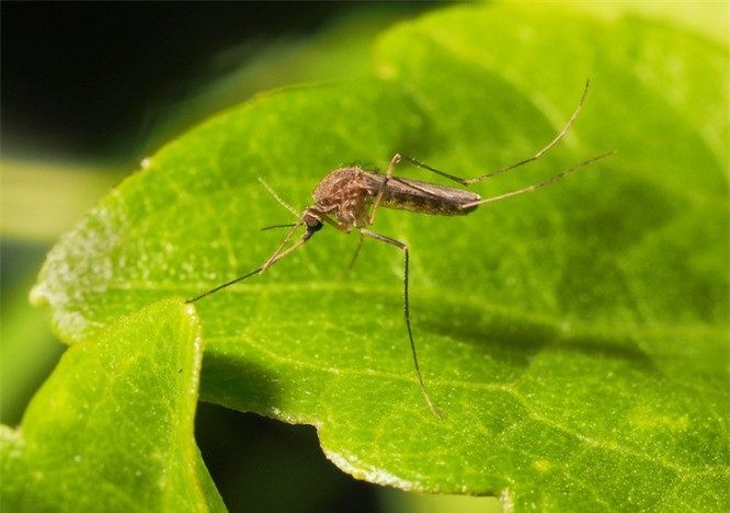 8.Có đến hơn 3.500 loài muỗi trên Trái đất.